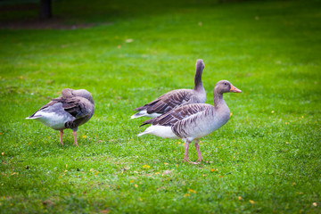 geese on green meadow.  geese and goose. Group of gray geese