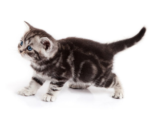 kitten isolated on white background.  little cat