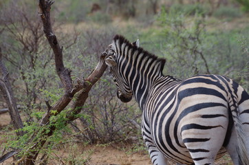 zebra