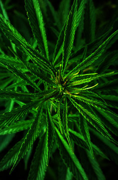 marijuana leaf closeup. cannabis .