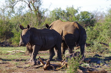 Obraz premium Nashorn