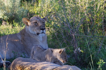 Löwin in südafrika
