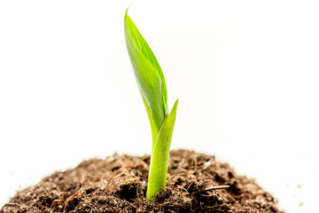 Concept birth of idea- sprout from soil on white background