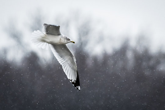 Seagull in the Snow