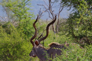 Fototapeta na wymiar Impala männlich