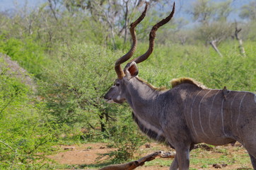Impala männlich