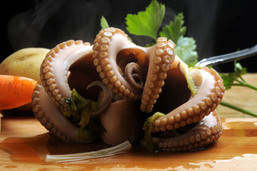 Octopus vulgaris Gewone seekat Obična hobotnica Közönséges polip Pulpo أخطبوط شائع Ośmiornica zwyczajna Polpo Pieuvre Осьминог обыкновенный Poulpe Gewöhnlicher Krake 普通章魚 Polpi תמנון החוף  © Comugnero Silvana