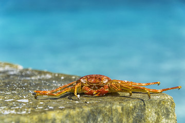 Crab lying on the beach in Maldives.