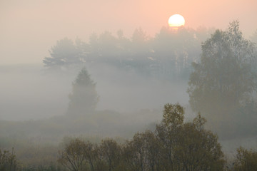 Fototapeta premium thick morning fog hides the forest