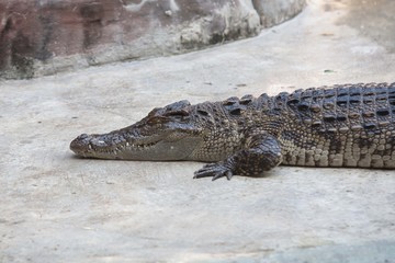 Crocodile
