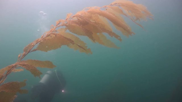 Увлекательные подводные погружения в подводных садах ламинарий близ Калифорнии.