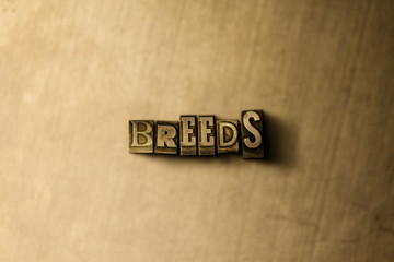 BREEDS - close-up of grungy vintage typeset word on metal backdrop. Royalty free stock - 3D rendered stock image.  Can be used for online banner ads and direct mail.