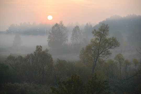 Fototapeta Forest road in the morning mist