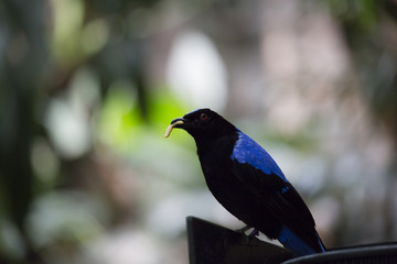 Asian Fairy Bluebird