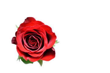 Red rose isolated on white background