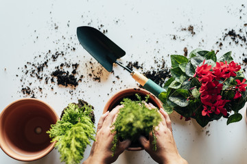 Woman's hands transplanting plant.