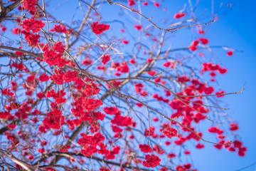 Ashberry on blue sky background