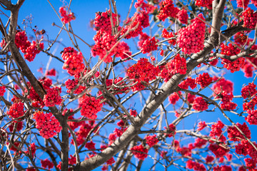 Ashberry on blue sky background