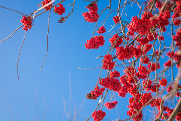Ashberry on blue sky background