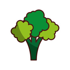 broccoli fresh vegetable isolated icon vector illustration design