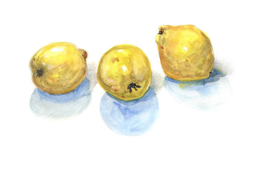 Watercolor quince