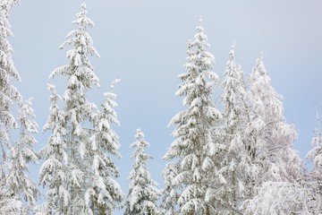 Winter forest with snow covered branches