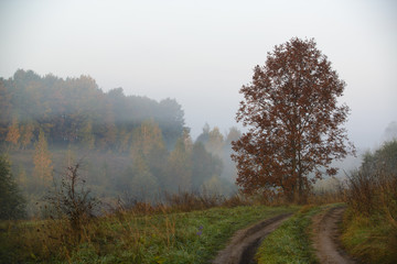 Fototapeta na wymiar Forest road in the morning mist