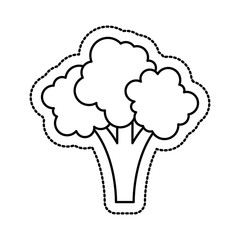 broccoli fresh vegetable isolated icon vector illustration design