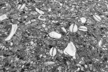 Shells in Stone