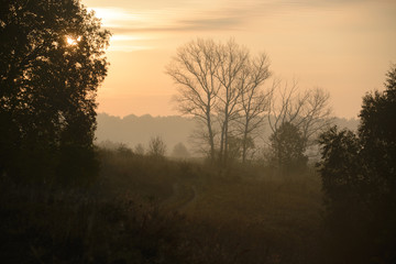 thick morning fog hides the forest