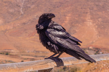 Corbeau désert
