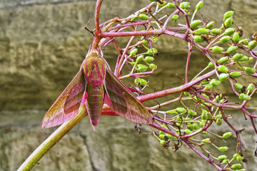 Elephant Moth
