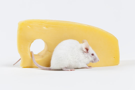 White Mouse and Cheese Isolated on White