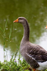 Geese