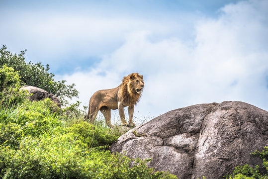 Alpha male lion staring into the distance, Serengeti, Tanzania, Africa