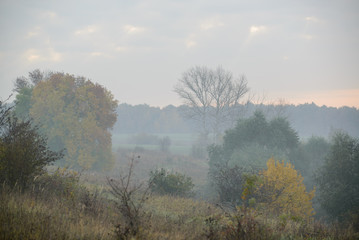 Obraz na płótnie Canvas thick morning fog hides the forest