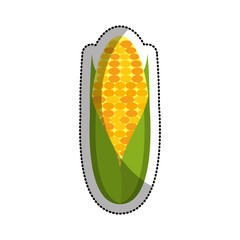 corn vegetable isolated icon vector illustration design