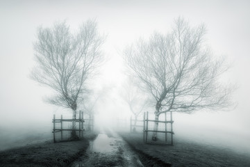 foggy path in winter