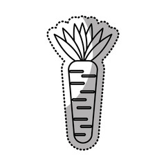 carrot fresh vegetable isolated icon vector illustration design