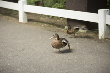Mallard and American Black Duck Hens (