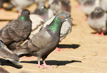 Pigeon standing, isolated, closeup.