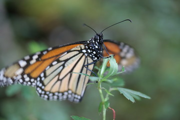 Fototapeta na wymiar Closeup of monarch butterfly overwintering in a mountaneous, coniferous forest in Mexico