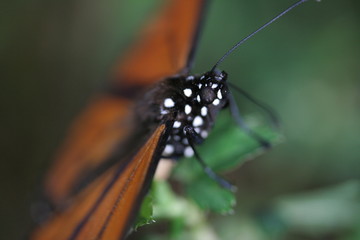 Closeup of monarch butterfly overwintering in a mountaneous, coniferous forest in Mexico