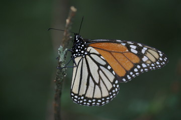 Fototapeta na wymiar Closeup of monarch butterfly overwintering in a mountaneous, coniferous forest in Mexico