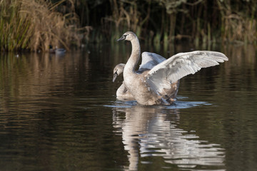 Mute Swan, Swans, Cygnus olor
