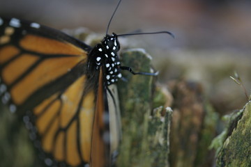 Closeup of monarch butterfly overwintering in a mountaneous, coniferous forest in Mexico