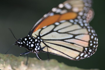 Closeup of monarch butterfly overwintering in a mountaneous, coniferous forest in Mexico