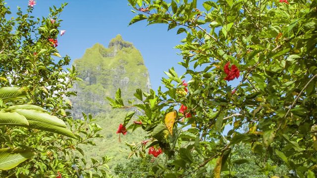 Moorea Island French Polynesia Tropical Flowers and Plants with Mou'a Puta Mountain in Background