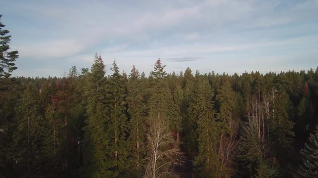 Early Fall in the North Western USA with a Lake and Forrest and a Flock of Birds