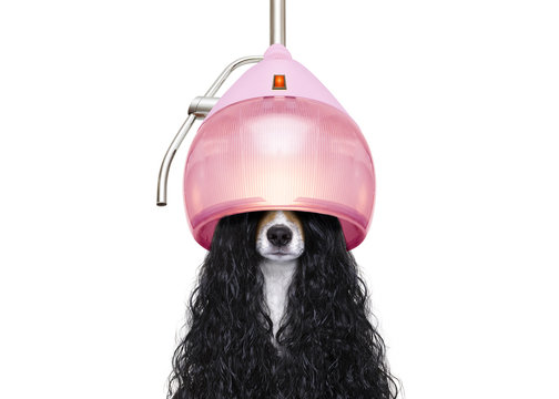 dog drying hair at hairdressers